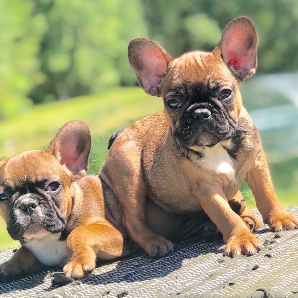 Mami Frenchie BULLDOG10