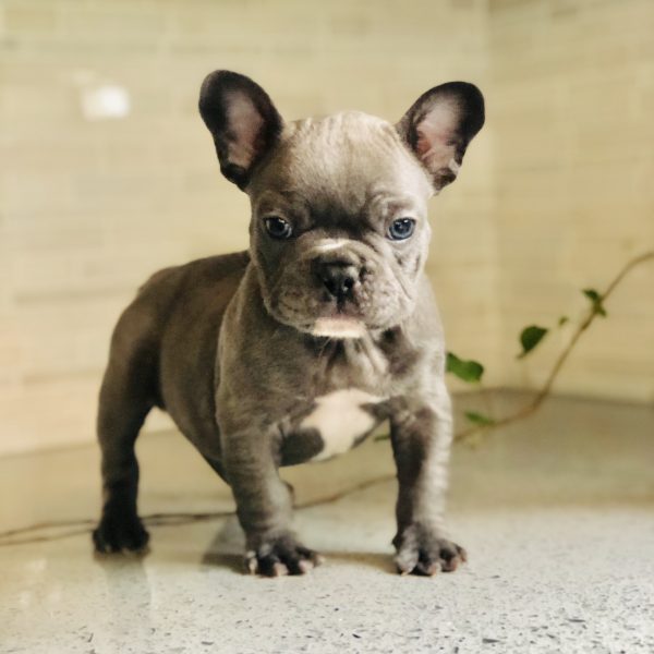 Mami Frenchie BULLDOG34