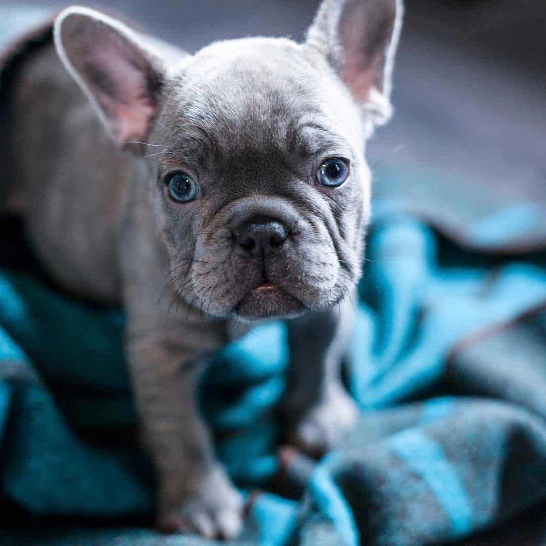 Bouledogue Francais Mami Frenchie